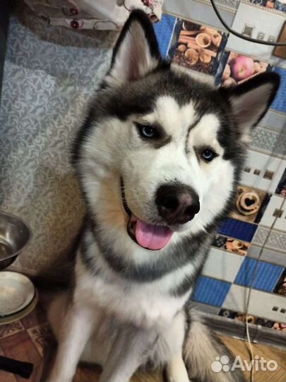 Хаски в добрые руки