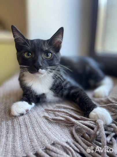 Котенок в добрые руки