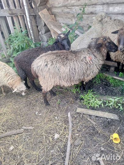 Овцы бараны ягнята