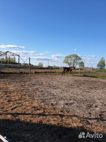 Навоз конский в мешках