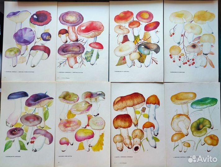 Ботанические иллюстрации грибы