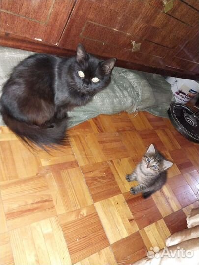 Кошка