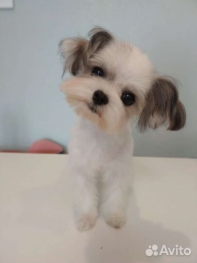 Мальтипу мальчик мини