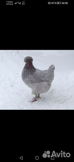 Навоз куриный