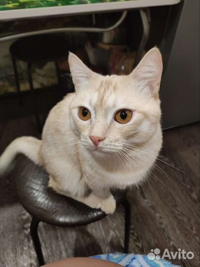 Котики в добрые руки