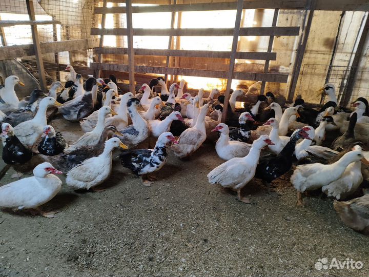 Утки, Индоутки, Кряквы, Куры, Петухи