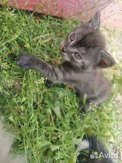 Котята в добрые руки бесплатно