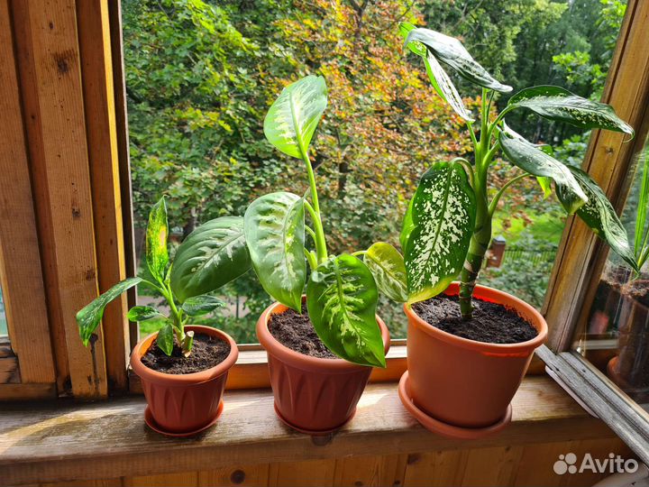 Диффенбахия