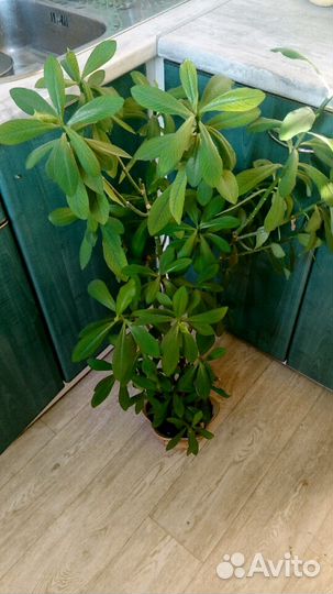 Синадениум