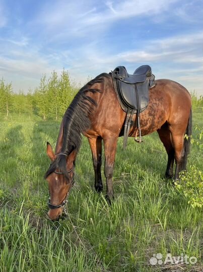 Лошадь в аренду