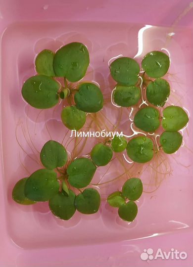 Аквариумные растения