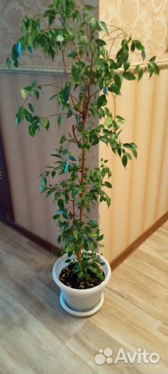 Фикус бенджамина