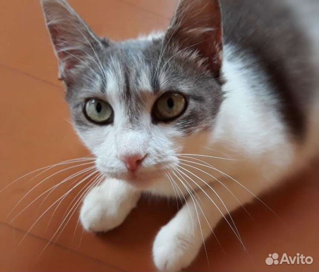 Кошки в добрые руки