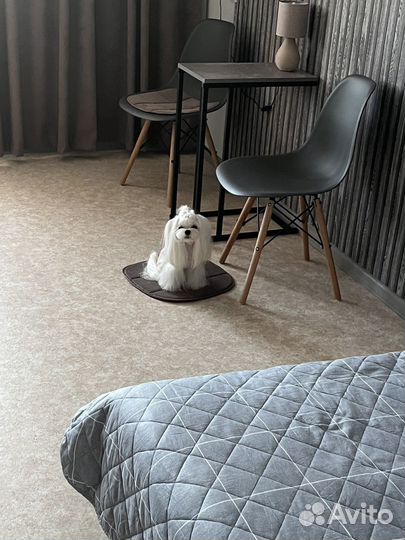 Мальтезе вязка