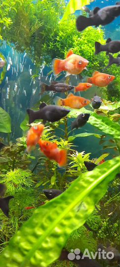 Пецилия, гуппи, моллинезия креветки, растения