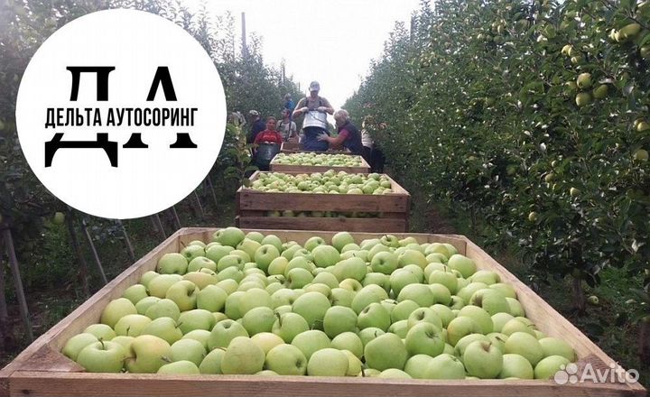 Вахта с питанием 3 раза и проживанием сбор яблок