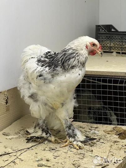 Петух брама