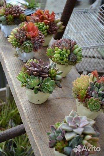 Суккуленты набор флорариум минисадик цветы