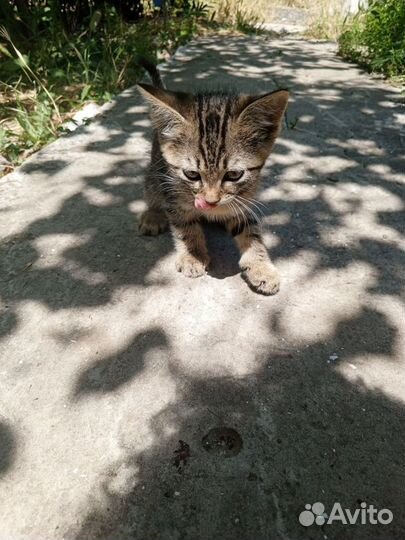 Котики бесплатно в добрые руки