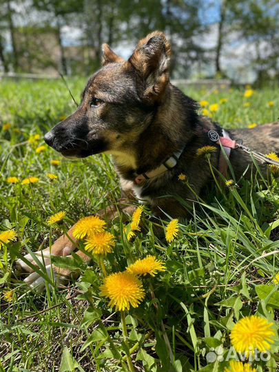 Собака в дар