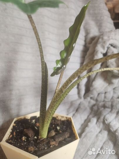 Алоказия лаутербахиана