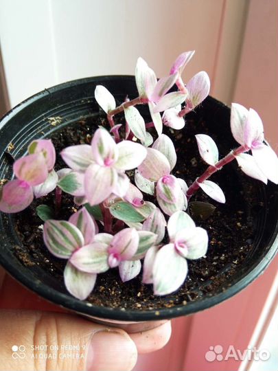 Каллизия розовая пантера