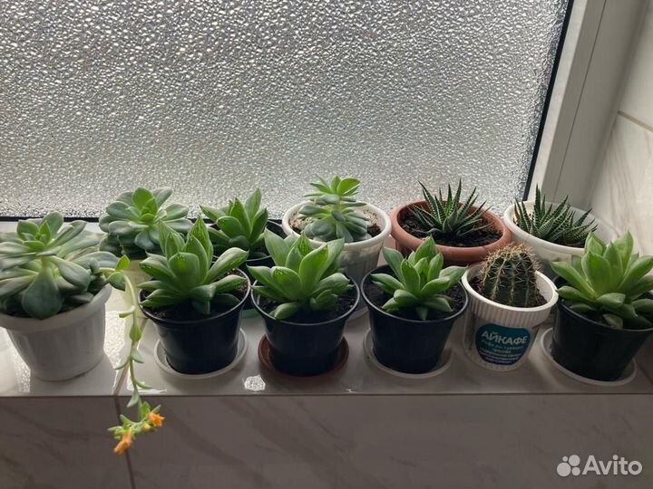 Суккуленты