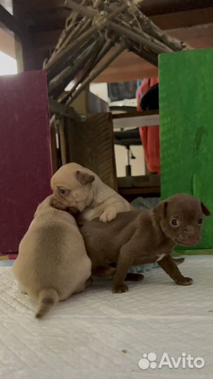 Щенки чихуахуа мини