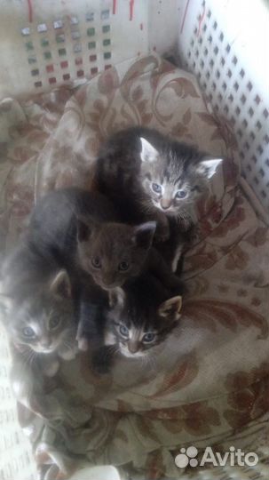 Котята в добрые руки