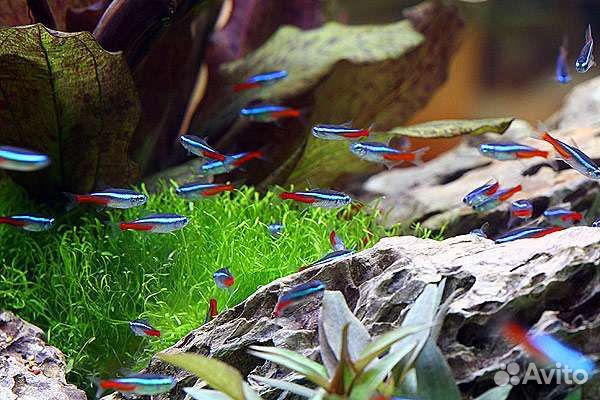 Тернеции Данио Неон Коридорас Гуппи Петушок