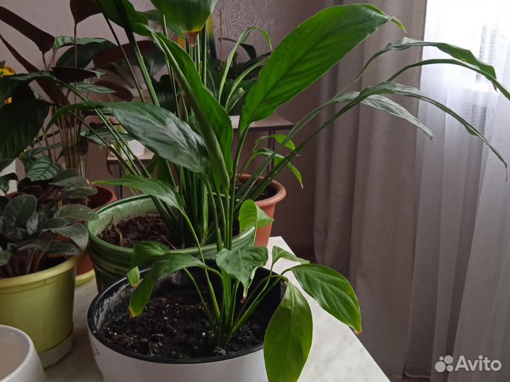 Спатифиллум