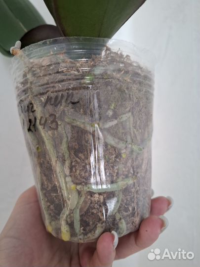 Орхидея фаленопсис биг лип