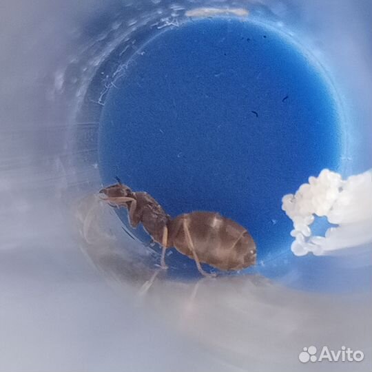 Муравьи разные виды