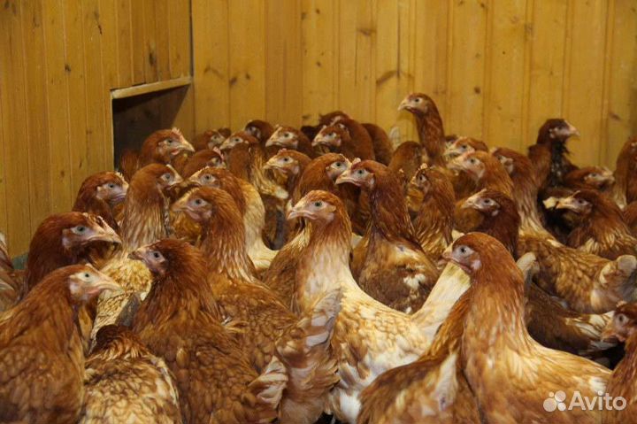 Ломан-браун цыплята(курочка) 1мес