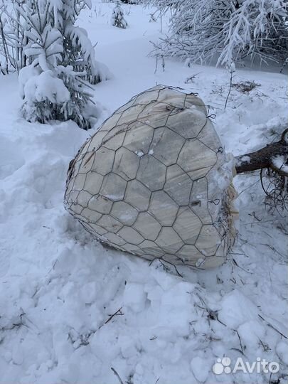 Саженцы деревьев крупномеры