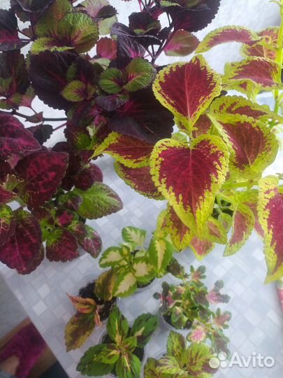 Колеус набором