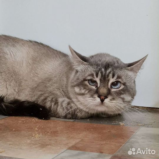 Кошка в дар бесплатно