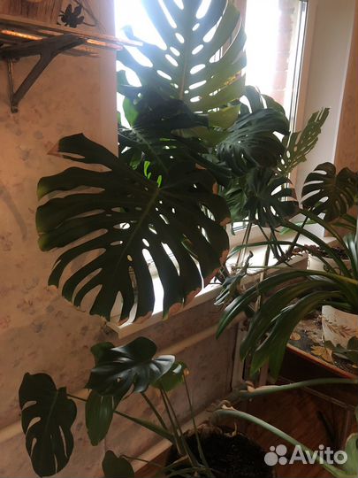 Рафадофора