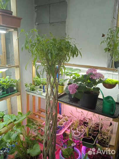 Дерево из ивы