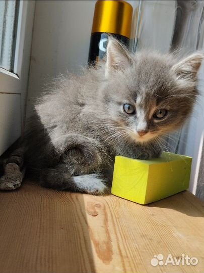 Котенок мальчик серый пушистый домашний