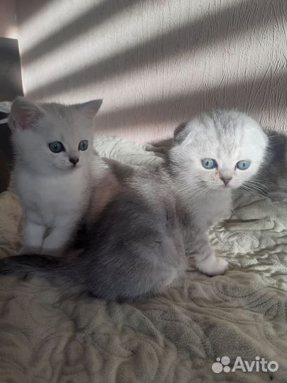 Шотландские вислоухие котята