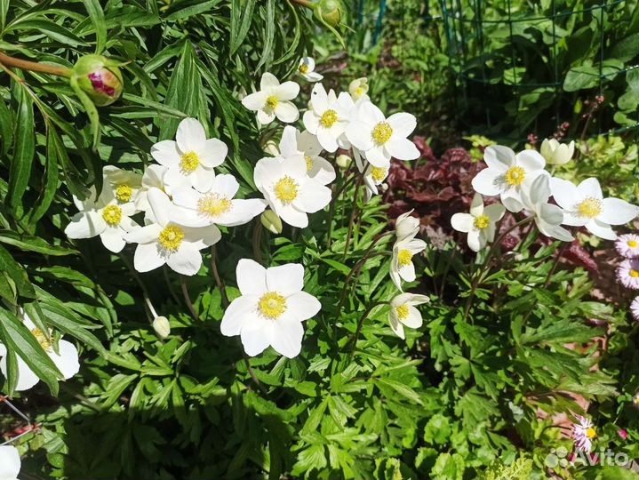 Ясколка войлочная,анемона,медуница,камнеломка Арен