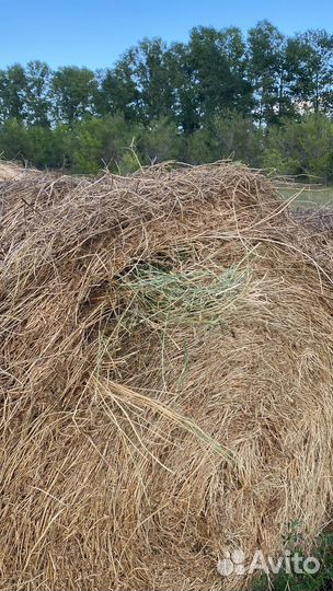 Люцерна в тюках