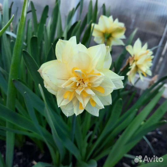 Луковицы нарциссов