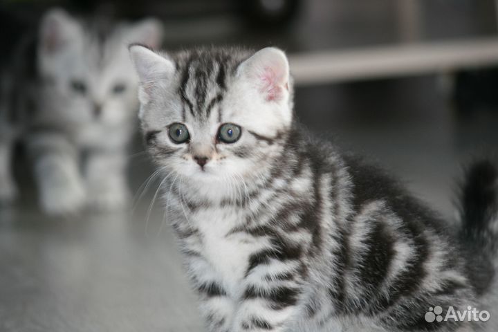 Британские мраморные котята