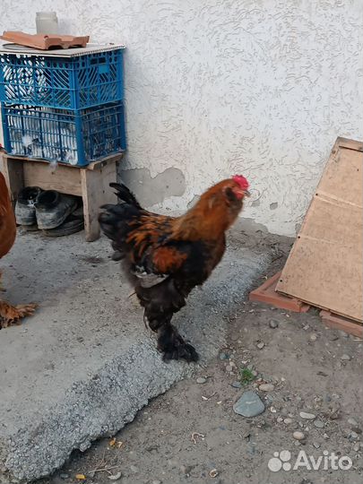 Петух брама