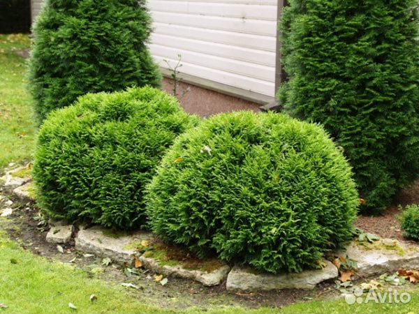 Хвойные растения (туи)