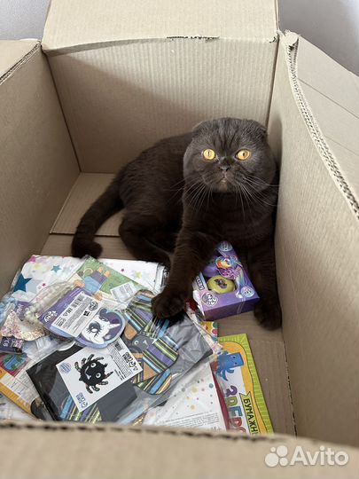 Кот