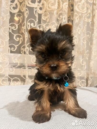 Йоркширский терьер