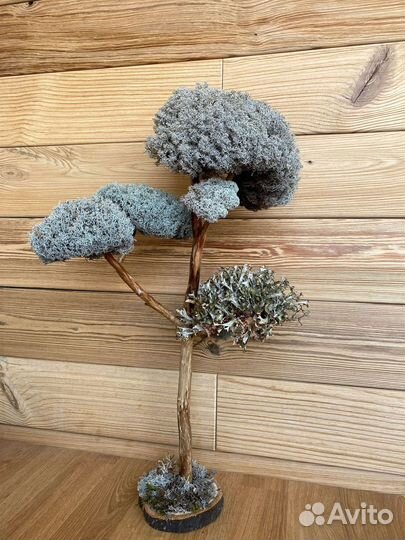 Дерево бонсай живое